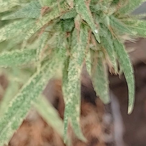 Genética desconhecida growlog timeline photo