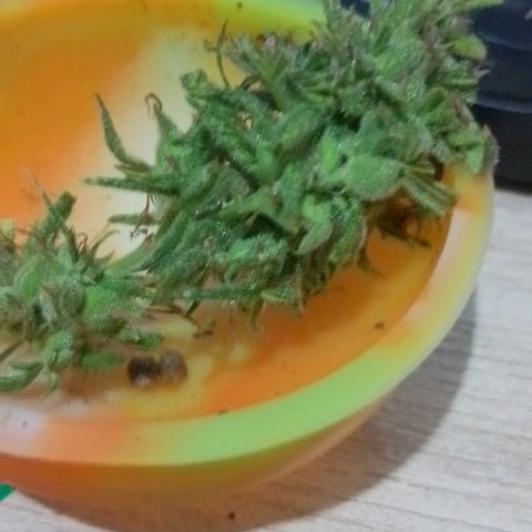 Genética desconhecida growlog timeline photo