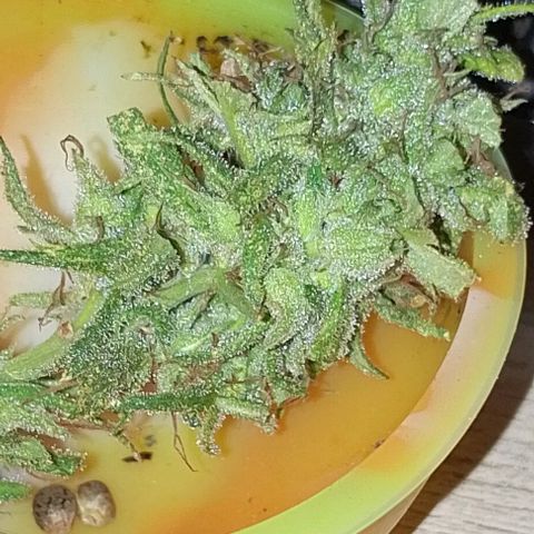 Genética desconhecida growlog timeline photo
