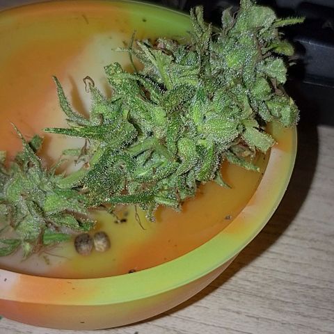 Genética desconhecida growlog timeline photo