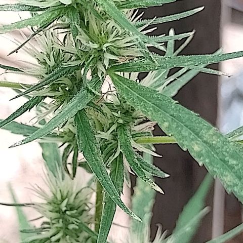Genética desconhecida growlog timeline photo