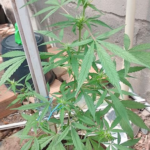 Genética desconhecida growlog timeline photo
