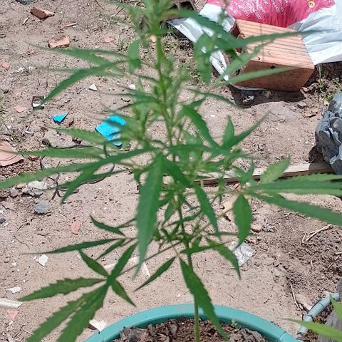 Genética desconhecida growlog timeline photo