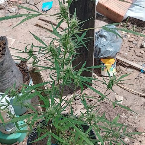 Genética desconhecida growlog timeline photo