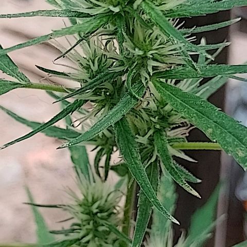 Genética desconhecida growlog timeline photo