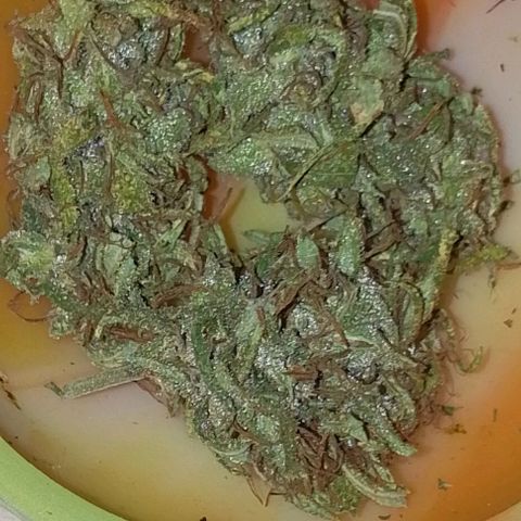 Genética desconhecida growlog timeline photo