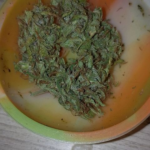 Genética desconhecida growlog timeline photo