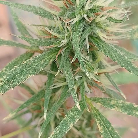 Genética desconhecida growlog timeline photo