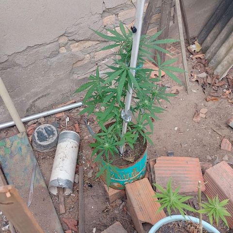 Genética desconhecida growlog timeline photo