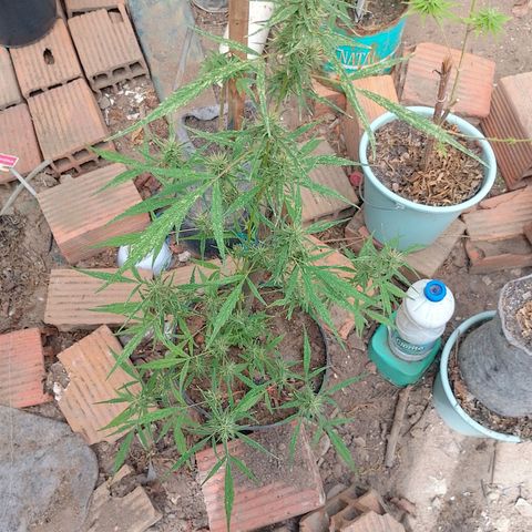 Genética desconhecida growlog timeline photo