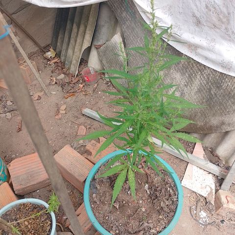 Genética desconhecida growlog timeline photo