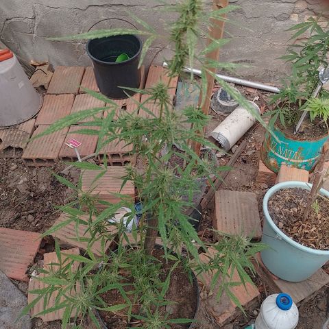 Genética desconhecida growlog timeline photo