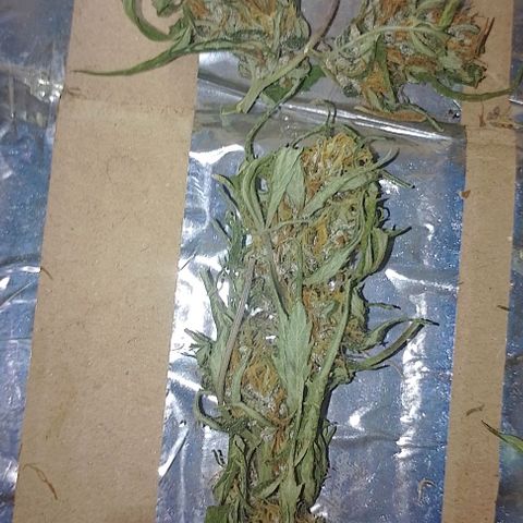 Genética desconhecida growlog photo: Cortei a uma semana atrás o último,o macho 