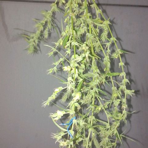 Genética desconhecida growlog photo: Cortei a uma semana atrás o último,o macho 