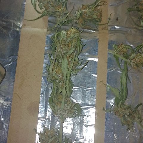 Genética desconhecida growlog photo: Cortei a uma semana atrás o último,o macho 