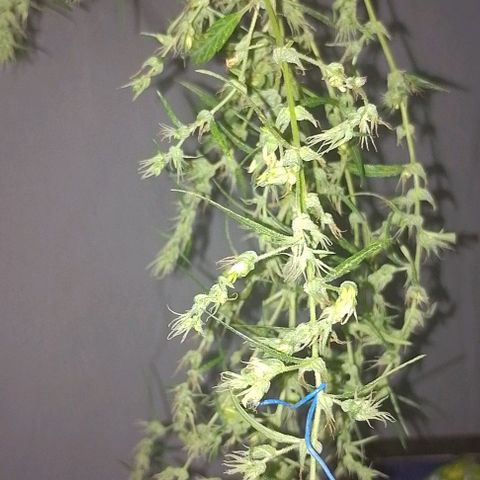 Genética desconhecida growlog photo: Cortei a uma semana atrás o último,o macho 