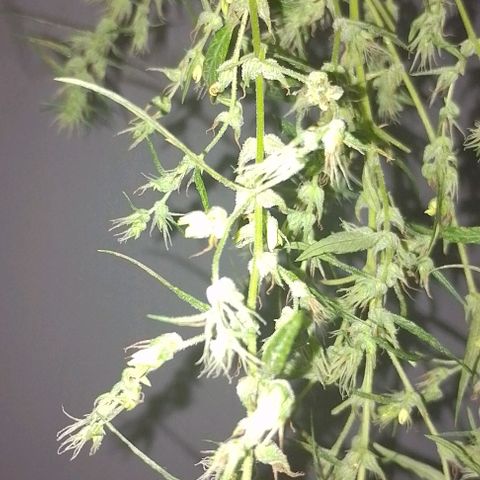 Genética desconhecida growlog photo: Cortei a uma semana atrás o último,o macho 