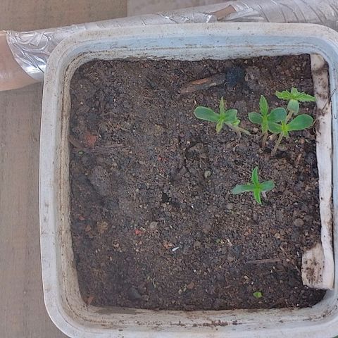 Lobisomem  growlog photo: Queimei com foliar 