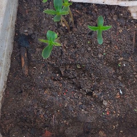 Lobisomem  growlog photo: Queimei com foliar 