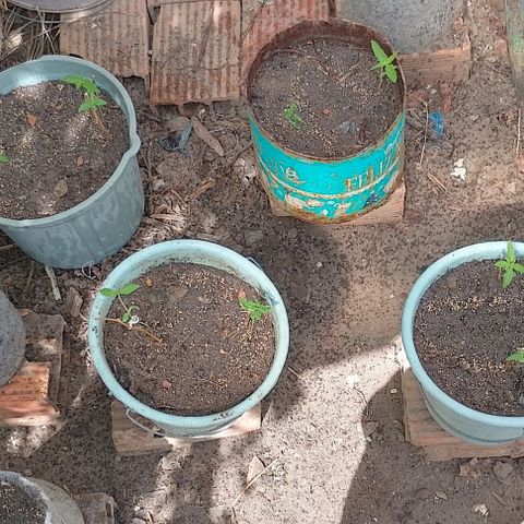 Lobisomem  growlog timeline photo