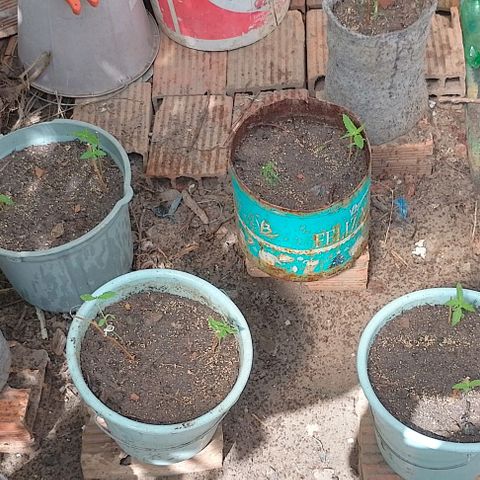 Lobisomem  growlog timeline photo