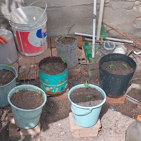Lobisomem  growlog timeline photo