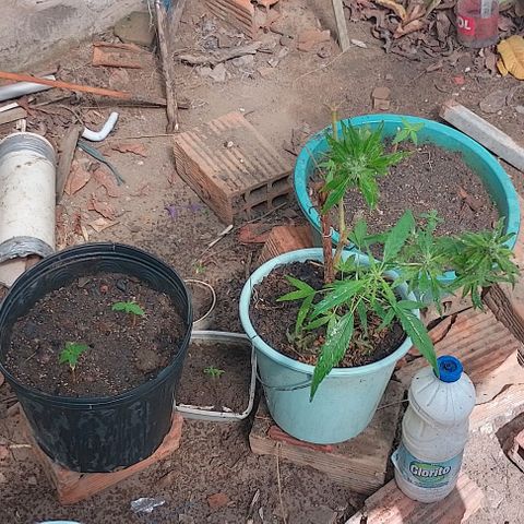 Lobisomem  growlog timeline photo