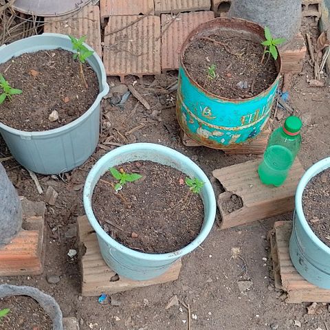 Lobisomem  growlog timeline photo
