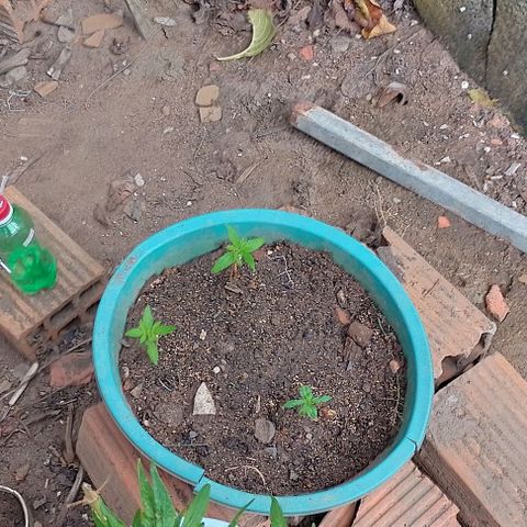 Lobisomem  growlog timeline photo