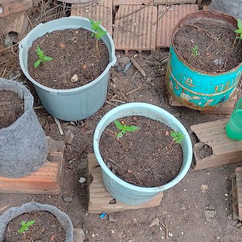 Lobisomem  growlog timeline photo