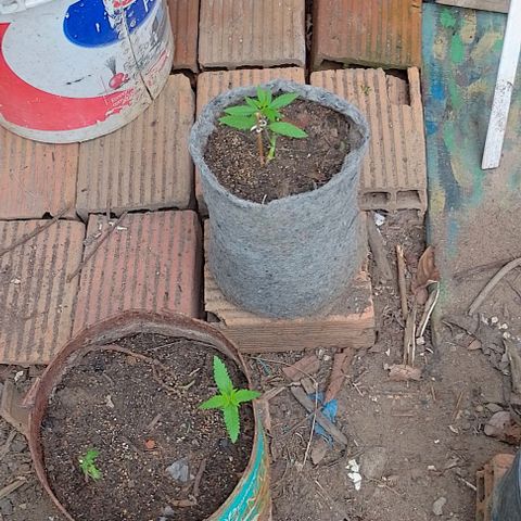 Lobisomem  growlog timeline photo