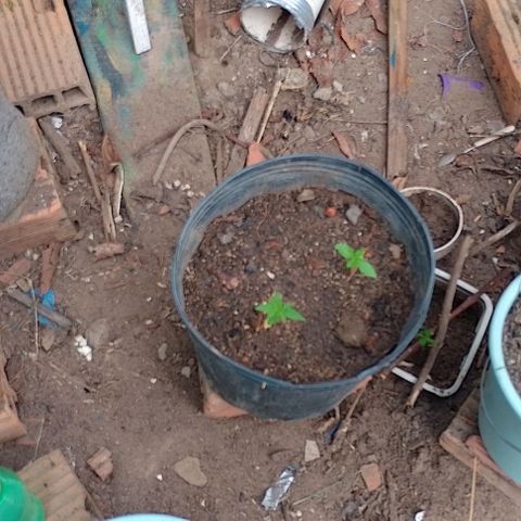 Lobisomem  growlog timeline photo