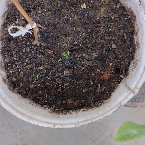 Lobisomem  growlog timeline photo