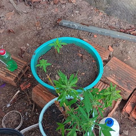 Lobisomem  growlog timeline photo