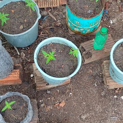 Lobisomem  growlog timeline photo