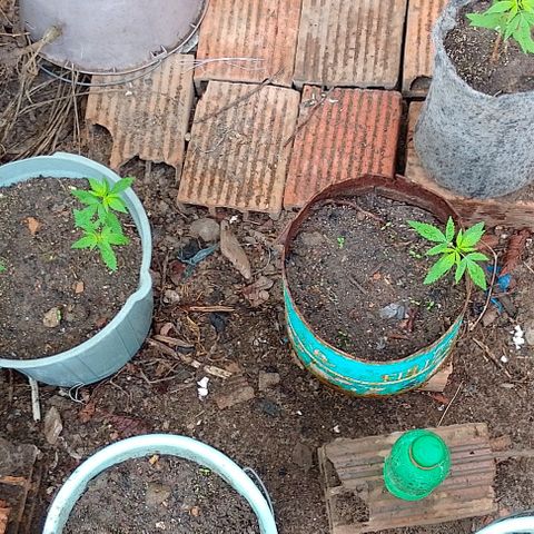 Lobisomem  growlog timeline photo