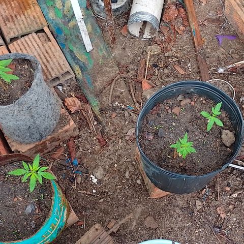 Lobisomem  growlog timeline photo