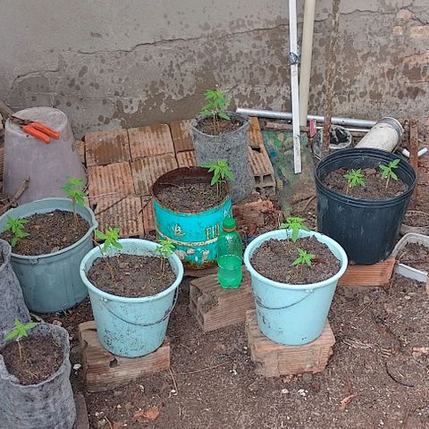 Lobisomem  growlog timeline photo