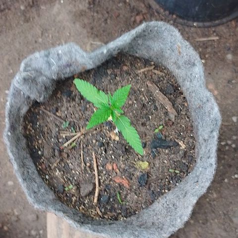 Lobisomem  growlog timeline photo