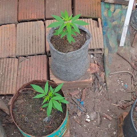 Lobisomem  growlog timeline photo