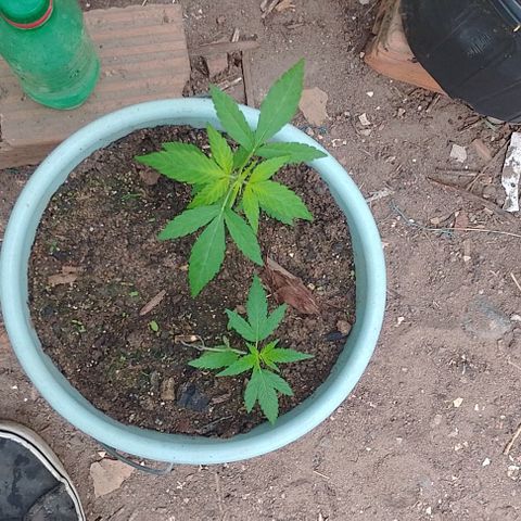 Lobisomem  growlog timeline photo