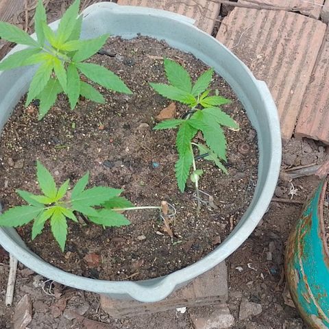 Lobisomem  growlog timeline photo