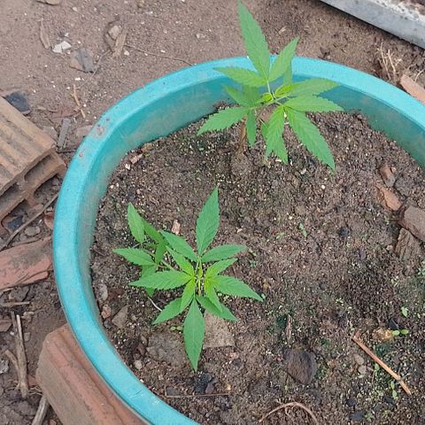 Lobisomem  growlog timeline photo