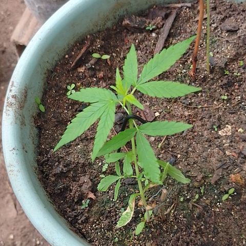 Lobisomem  growlog timeline photo