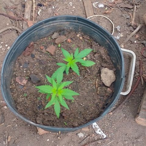 Lobisomem  growlog timeline photo