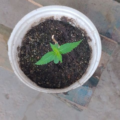 Lobisomem  growlog timeline photo