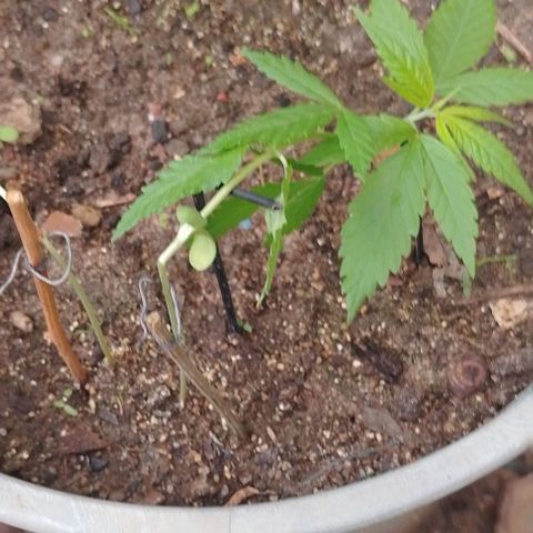 Lobisomem  growlog timeline photo