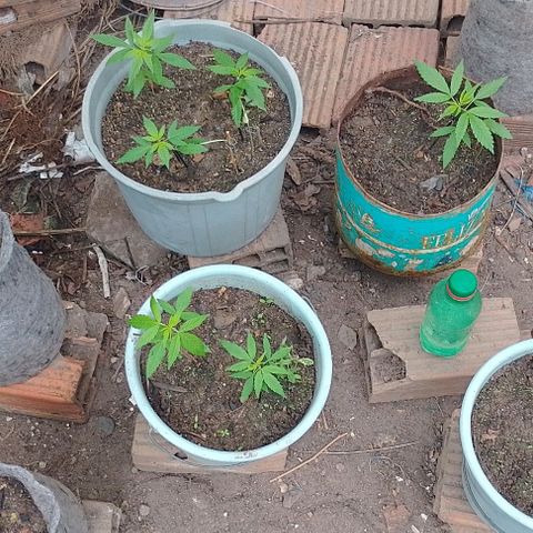 Lobisomem  growlog timeline photo