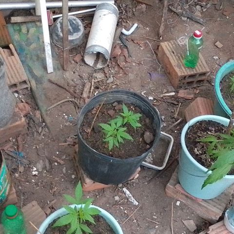 Lobisomem  growlog timeline photo