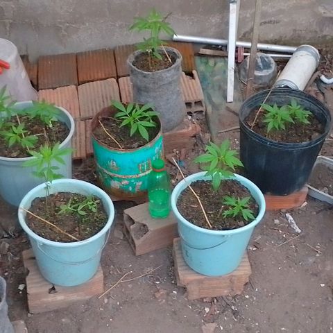 Lobisomem  growlog timeline photo